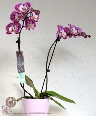 Alice Adventures orchidee in Robs grote tuinverbouwing Alice Adventures orchidee in Robs grote tuinverbouwing